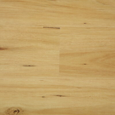 Blackbutt